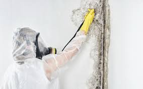 Best Biohazard Mold Removal in Longview, TX